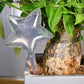 PlantDrip - Self-Watering Plant Globes BloomIris