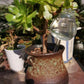 PlantDrip - Self-Watering Plant Globes BloomIris