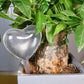 PlantDrip - Self-Watering Plant Globes BloomIris
